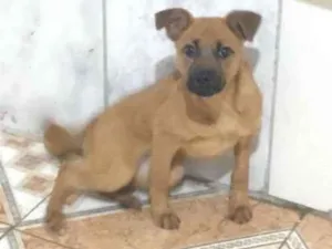 Cachorro raça SRD-ViraLata idade 2 a 6 meses nome Mel 