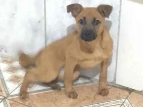 Cachorro ra a SRD-ViraLata idade 2 a 6 meses nome Mel 