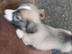 Cachorro raça Vira- lata idade 2 a 6 meses nome Bezinhas