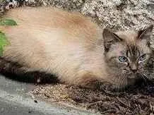 Gato ra a  idade 1 ano nome Não sabemos