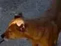 Cachorro ra a SRD-ViraLata idade 4 anos nome Sherlock