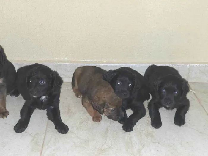 Cachorro ra a SRD-ViraLata idade Abaixo de 2 meses nome filhotes
