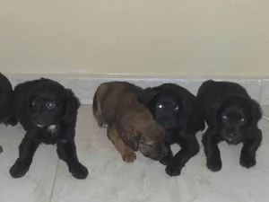 Cachorro raça SRD-ViraLata idade Abaixo de 2 meses nome filhotes