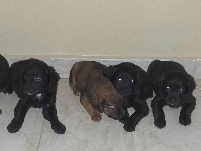 Cachorro ra a SRD-ViraLata idade Abaixo de 2 meses nome filhotes