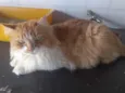 jack