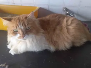 Gato raça Angorá idade 6 ou mais anos nome jack