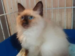 Gato raça srd idade Abaixo de 2 meses nome Rafinha