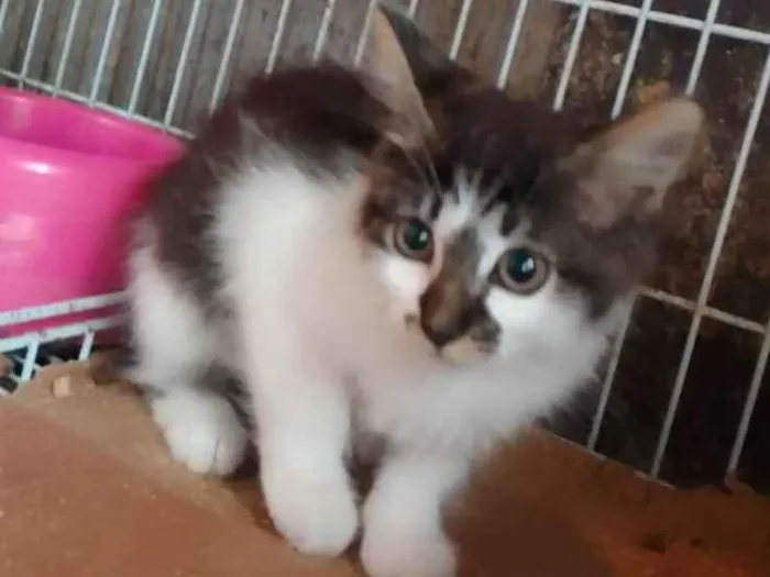 Gato raça Srd idade Abaixo de 2 meses nome Cindy