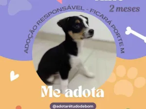 Cachorro raça Srd idade 2 a 6 meses nome Nino