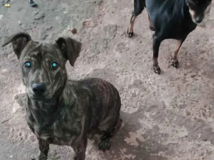 Cachorro ra a SRD-ViraLata idade 2 a 6 meses nome Janja