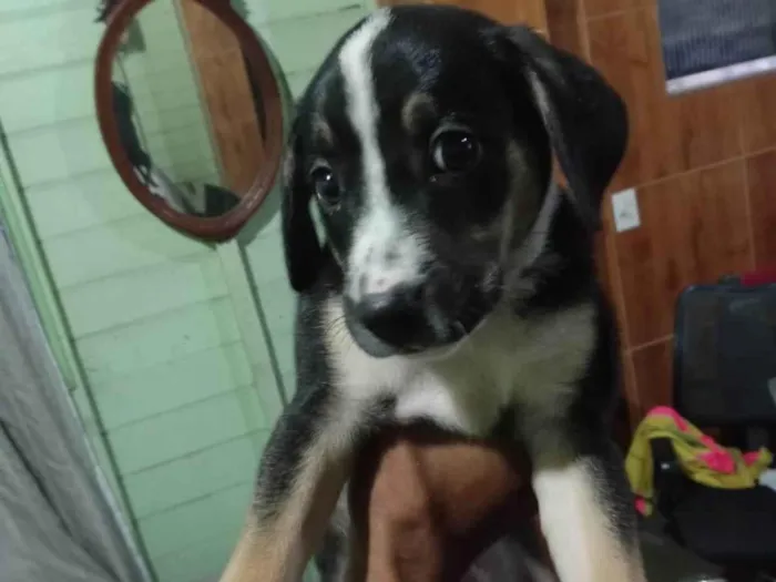 Cachorro ra a SRD-ViraLata idade 2 a 6 meses nome Revoada