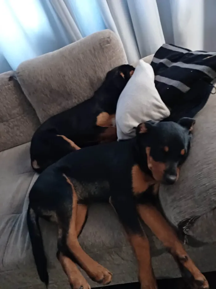 Cachorro ra a Rottweiler (misturado) idade 2 a 6 meses nome Gaia e Ravena 