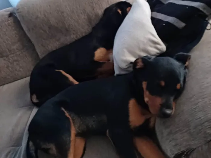 Cachorro ra a Rottweiler (misturado) idade 2 a 6 meses nome Gaia e Ravena 