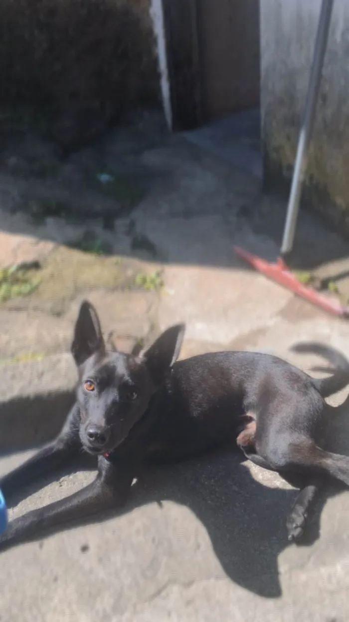 Cachorro ra a SRD-ViraLata idade 2 anos nome Piter