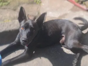 Cachorro raça SRD-ViraLata idade 2 anos nome Piter