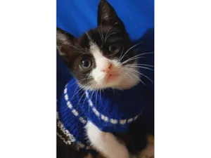 Gato raça SRD-ViraLata idade Abaixo de 2 meses nome Belo