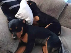 Cachorro raça Rottweiler (misturado) idade 2 a 6 meses nome Gaia e Ravena 