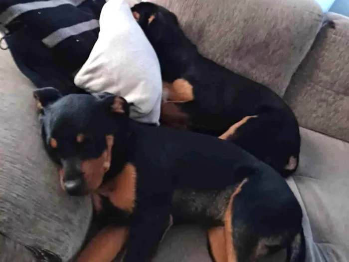 Cachorro ra a Rottweiler (misturado) idade 2 a 6 meses nome Gaia e Ravena 