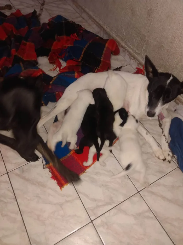 Cachorro ra a SRD-ViraLata idade Abaixo de 2 meses nome Sem nome todos filhotes 