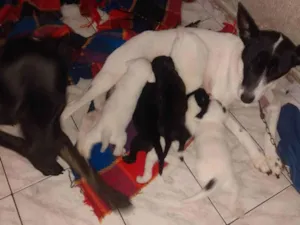 Cachorro raça SRD-ViraLata idade Abaixo de 2 meses nome Sem nome todos filhotes 