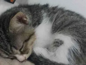 Gato raça Não sei idade Abaixo de 2 meses nome Sem nome