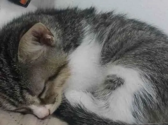 Gato ra a Não sei idade Abaixo de 2 meses nome Sem nome