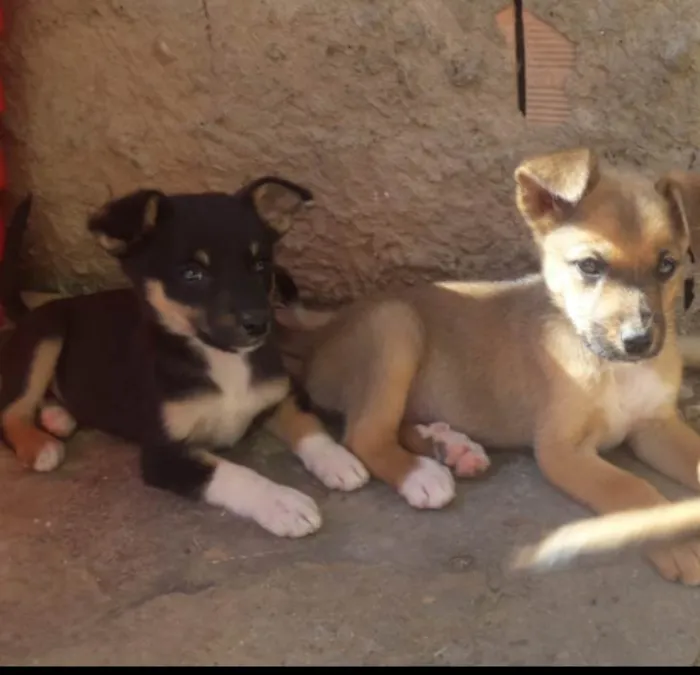 Cachorro ra a SRD-ViraLata idade Abaixo de 2 meses nome Fofura