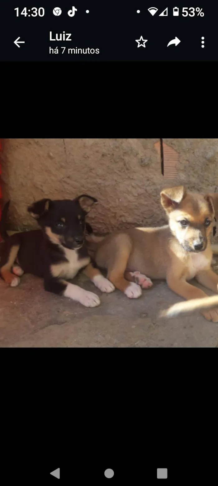 Cachorro ra a SRD-ViraLata idade Abaixo de 2 meses nome Fofura