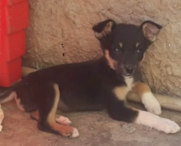 Cachorro ra a SRD-ViraLata idade Abaixo de 2 meses nome Fofura