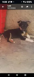 Fofura
