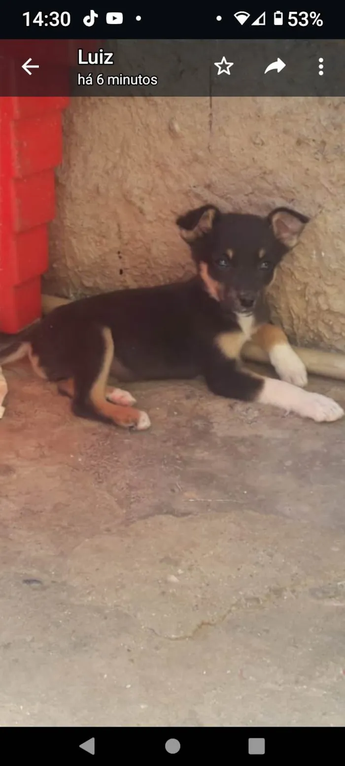 Cachorro ra a SRD-ViraLata idade Abaixo de 2 meses nome Fofura
