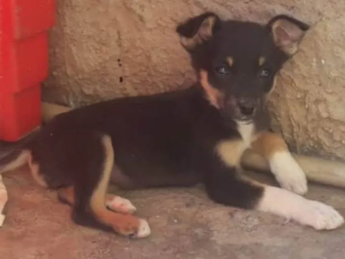Cachorro ra a SRD-ViraLata idade Abaixo de 2 meses nome Fofura