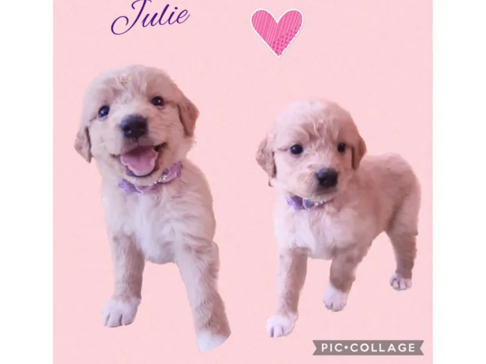 Cachorro raça Srd idade Abaixo de 2 meses nome Lindos filhotes 