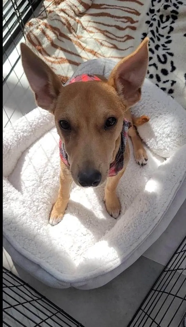 Cachorro ra a SRD-ViraLata idade 7 a 11 meses nome Bento