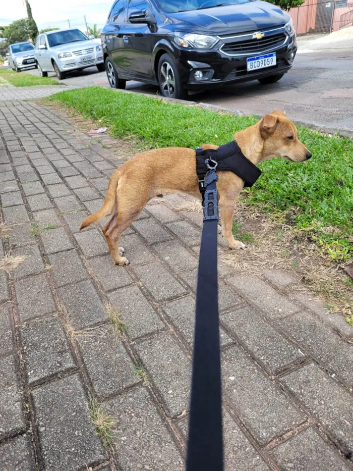 Cachorro ra a SRD-ViraLata idade 7 a 11 meses nome Bento