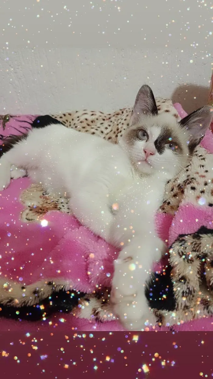 Gato ra a Sdr idade 2 a 6 meses nome Princesas