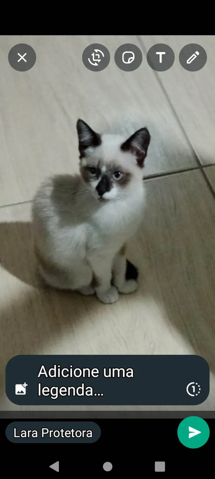 Gato ra a Sdr idade 2 a 6 meses nome Princesas