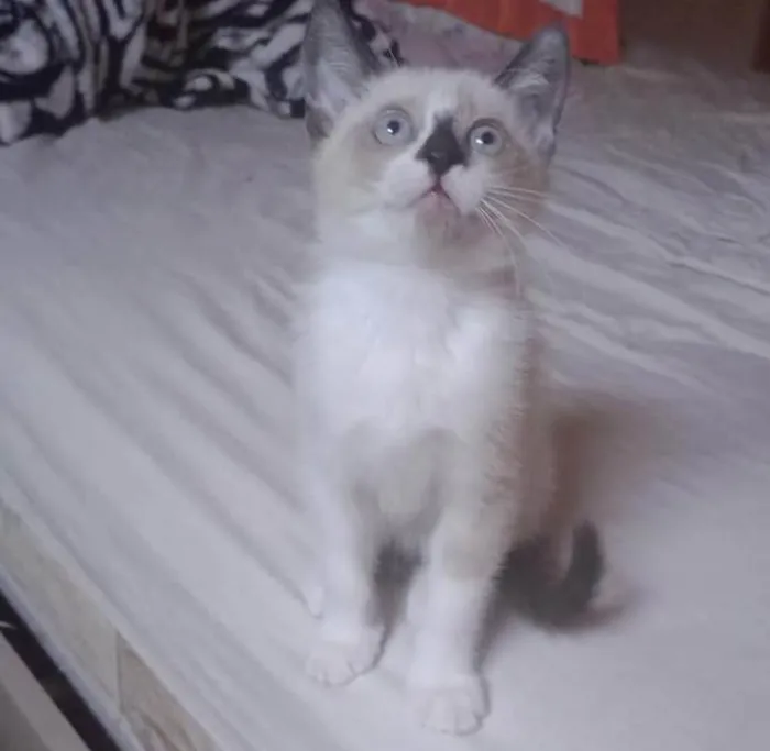 Gato ra a Sdr idade 2 a 6 meses nome Princesas