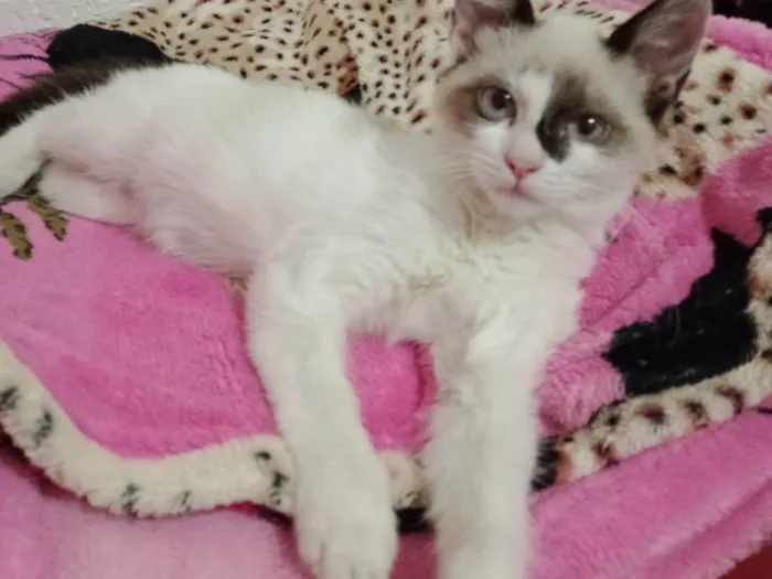 Gato ra a Sdr idade 2 a 6 meses nome Princesas