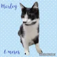 Gato raça Srd idade 2 a 6 meses nome Marley