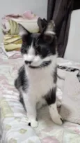 Gato raça Srd idade 2 a 6 meses nome Marley