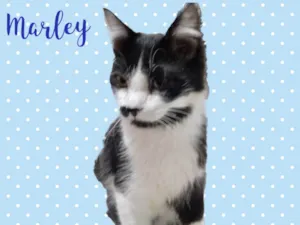 Gato raça Srd idade 2 a 6 meses nome Marley