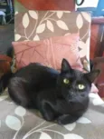 GATO PRETO PERDIDO- PARQUE AMADOR