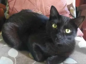 Gato raça  idade 3 anos nome GATO PRETO PERDIDO- PARQUE AMADOR
