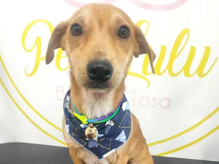 Cachorro ra a SRD-ViraLata idade 7 a 11 meses nome Bento