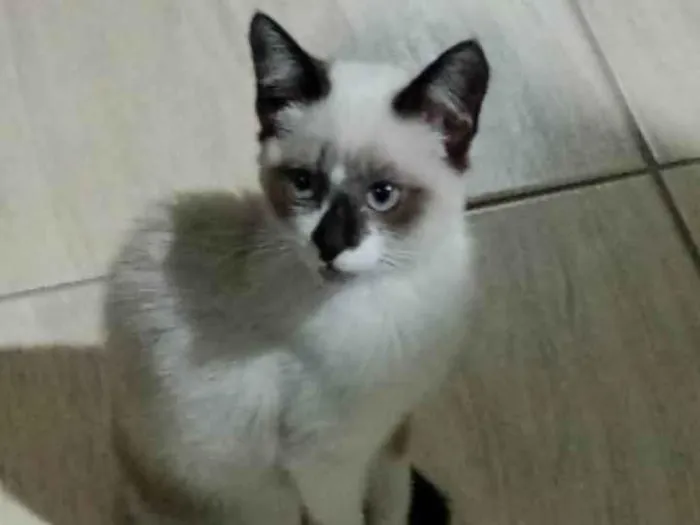 Gato ra a Sdr idade 2 a 6 meses nome Princesas