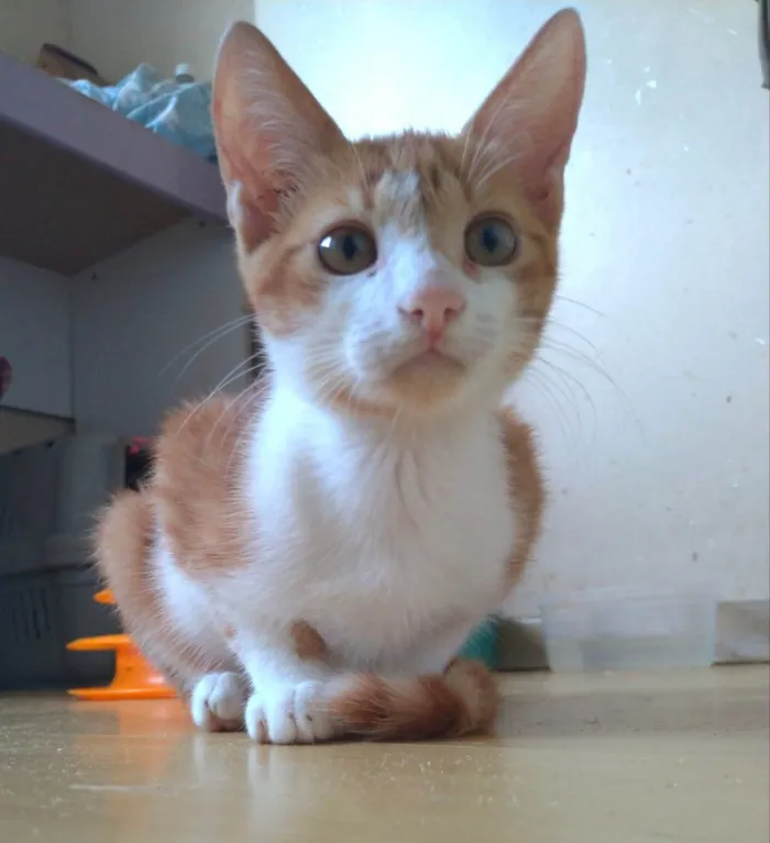 Gato ra a srd idade 2 a 6 meses nome FUBÁ