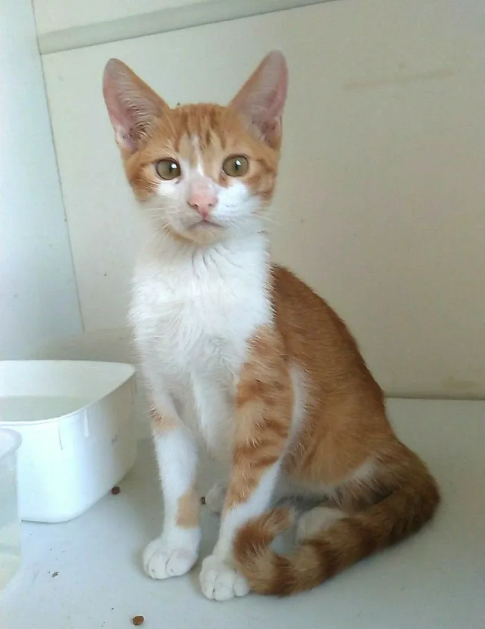 Gato ra a srd idade 2 a 6 meses nome FUBÁ