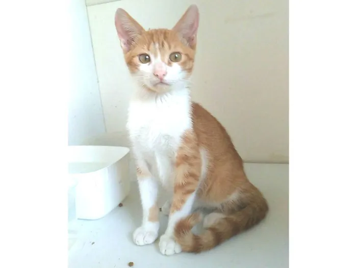 Gato ra a srd idade 2 a 6 meses nome FUBÁ