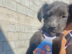 Cachorro raça Vira lata com poodol idade 2 a 6 meses nome Noah